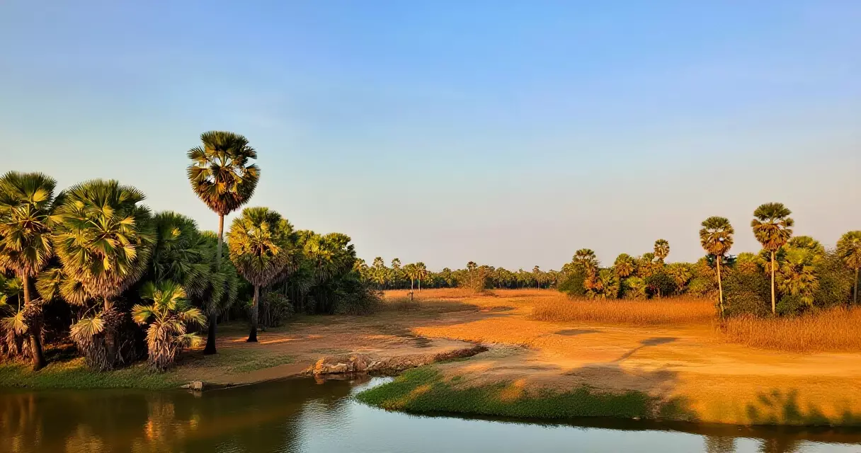 ទេសភាពធម្មជាតិកម្ពុជានៅរដូវប្រាំងមានមេឃស្រឡះ និងដើមត្នោត